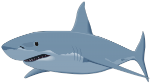 Shark PNG-18832